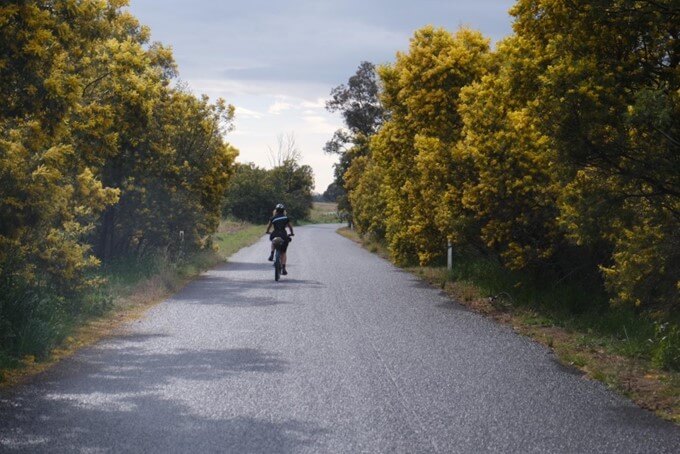 Wattle in full bloom on the road from Wellington to Gulgong.
