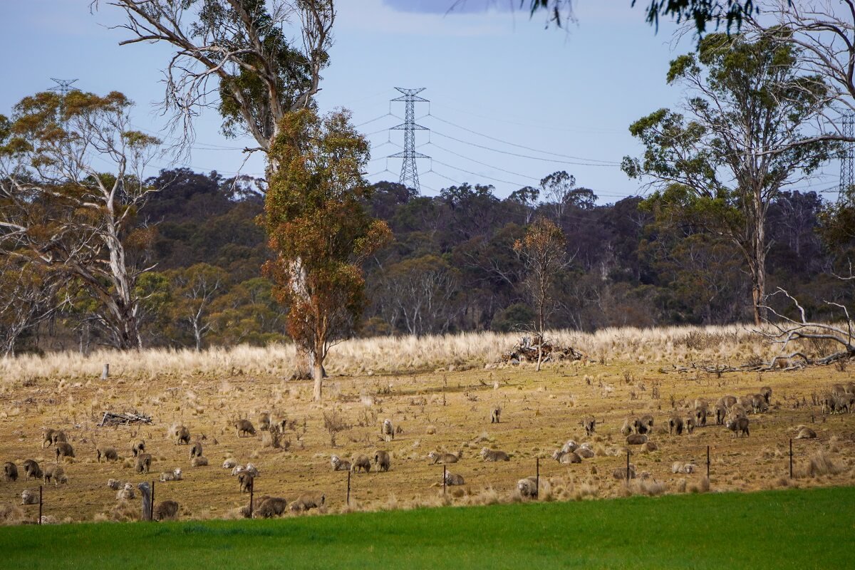 Sheep in paddock with transmission tower.