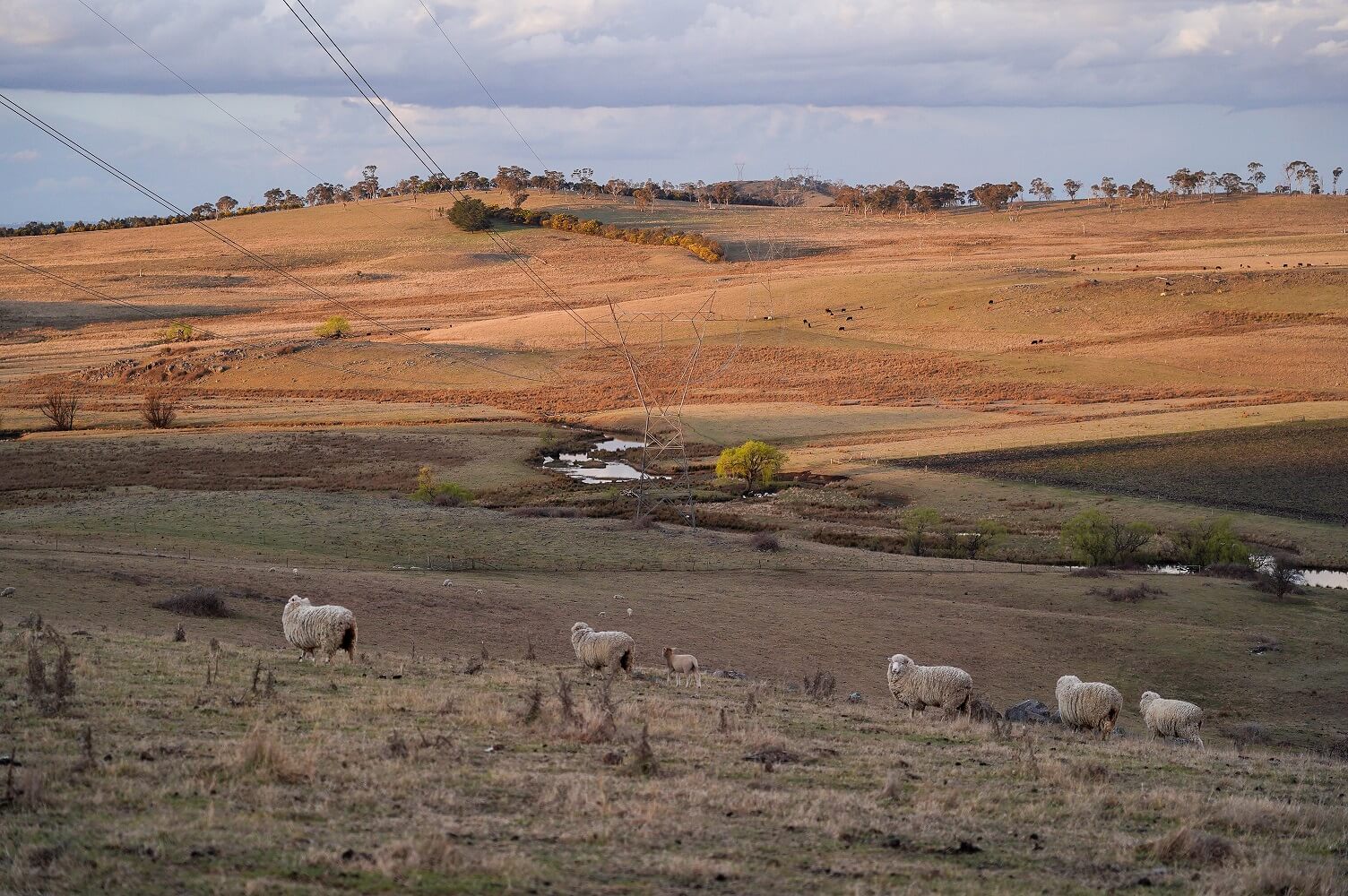 Transmission lines with sheep in paddock.