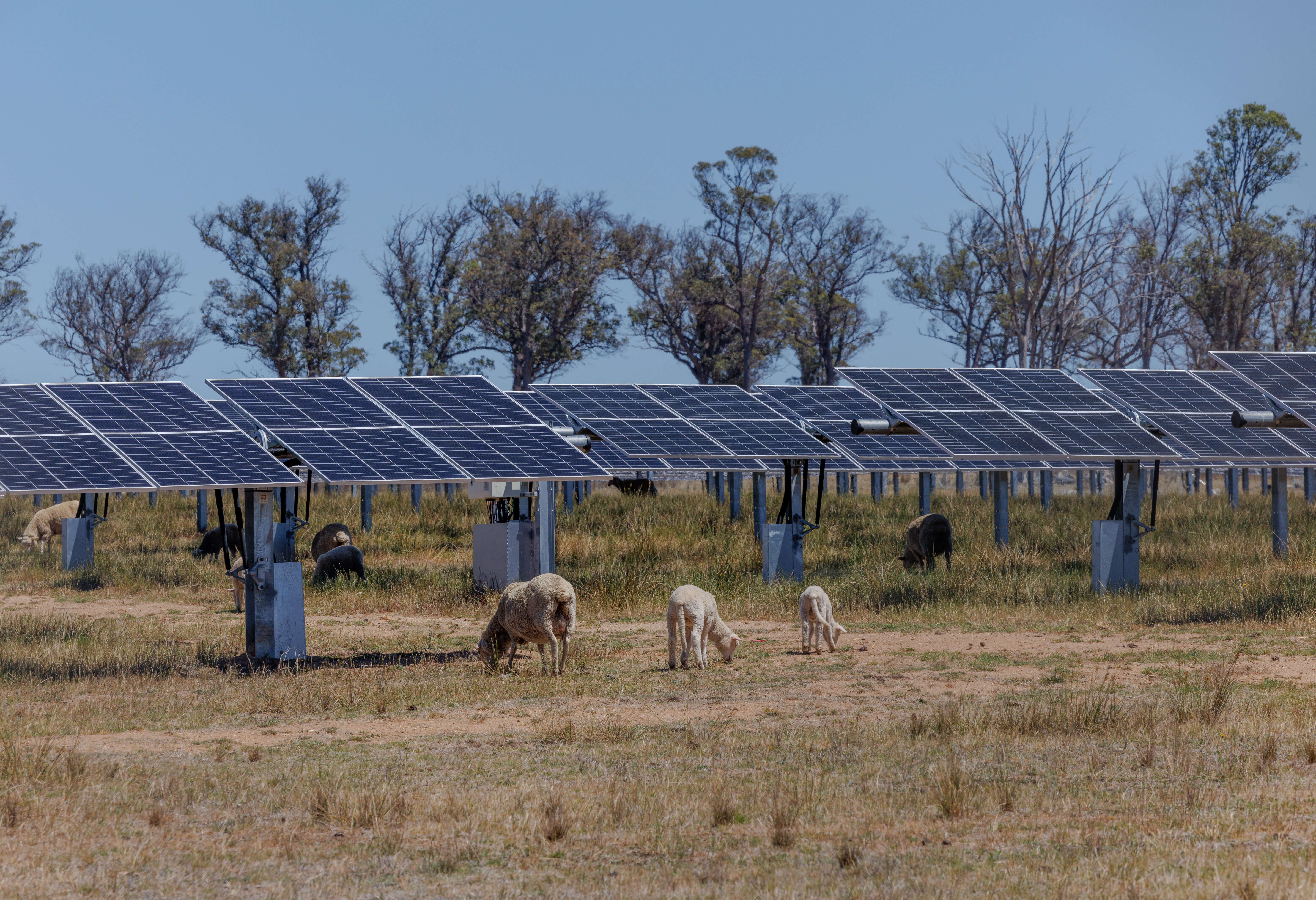 Sheep and solar panels - Metz solar farm