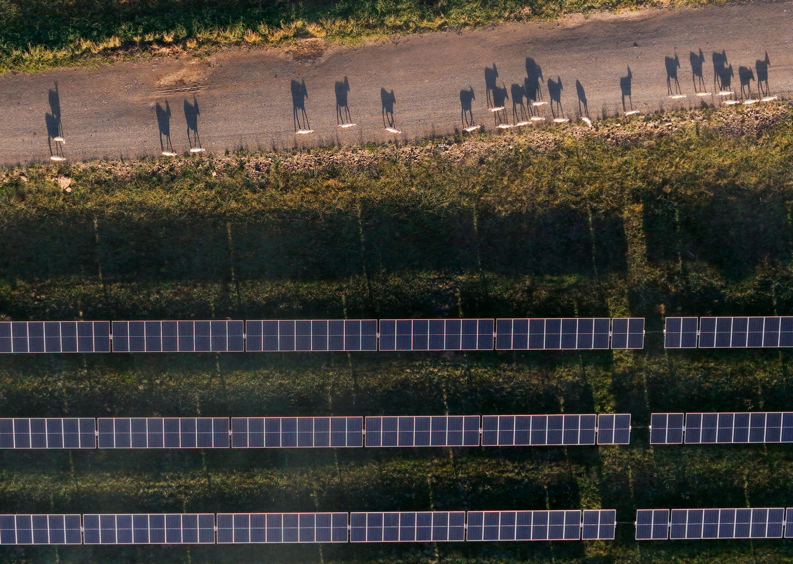 Sheep and solar panels - NE REZ