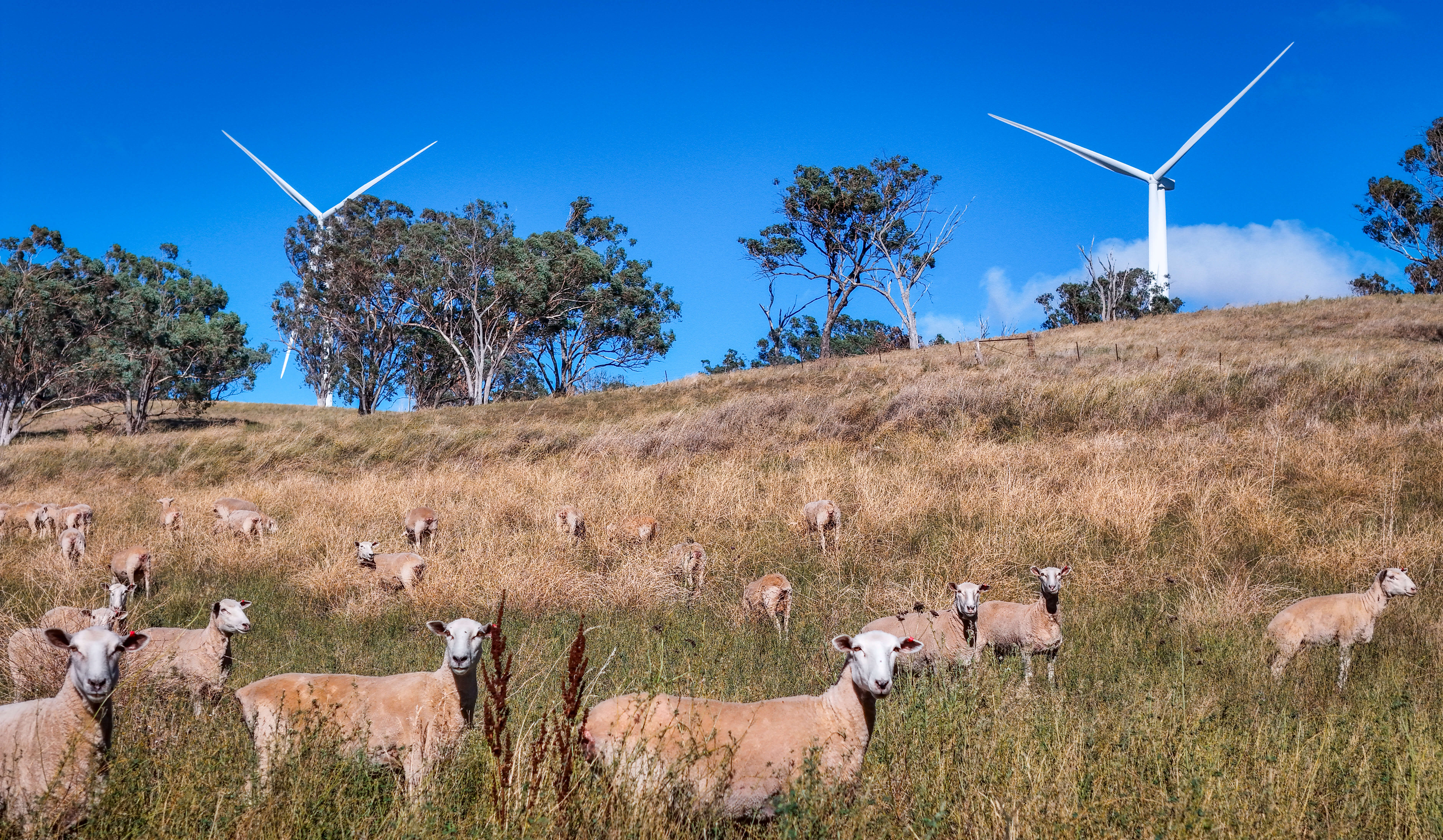 Bodangora Wind Farm and sheep