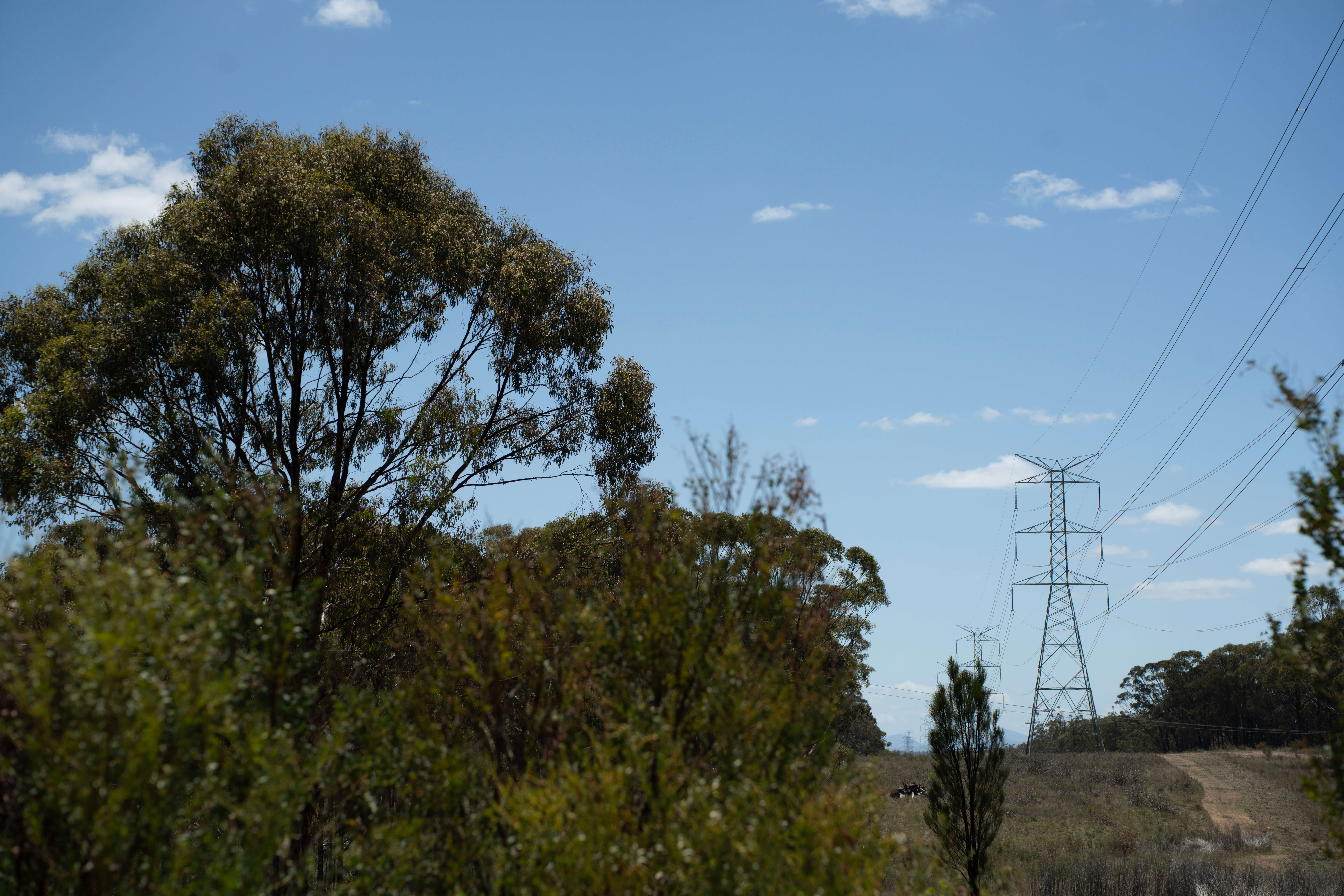 Trees and a transmission tower under blue skies in the Hunter region.