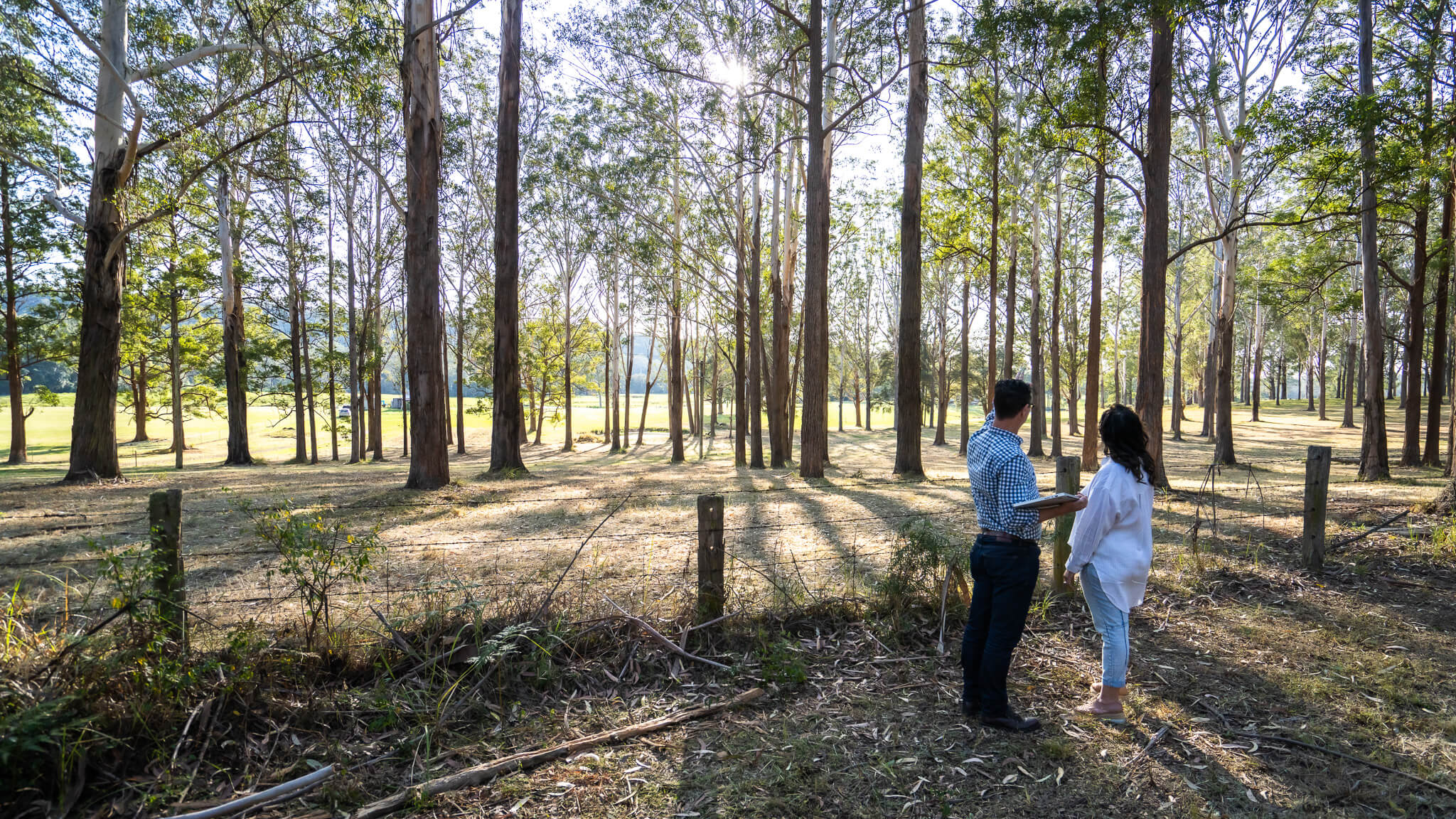 People looking into forested land with sun shining through the trees