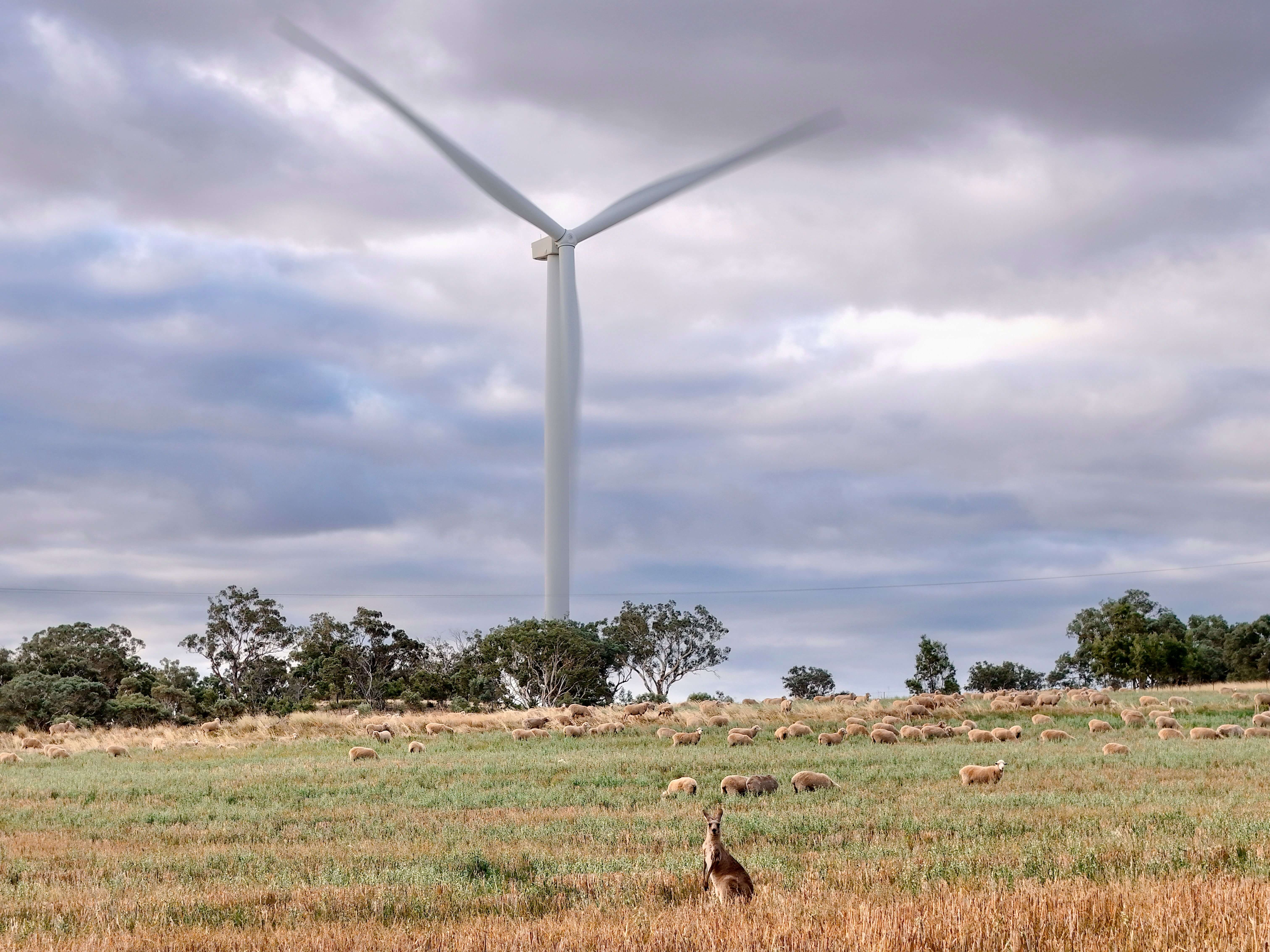 Wind turbines with sheep and kangaroo